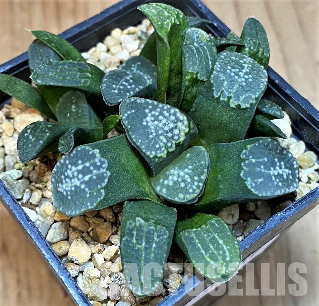 SH31317 Haworthia groenewaldii
