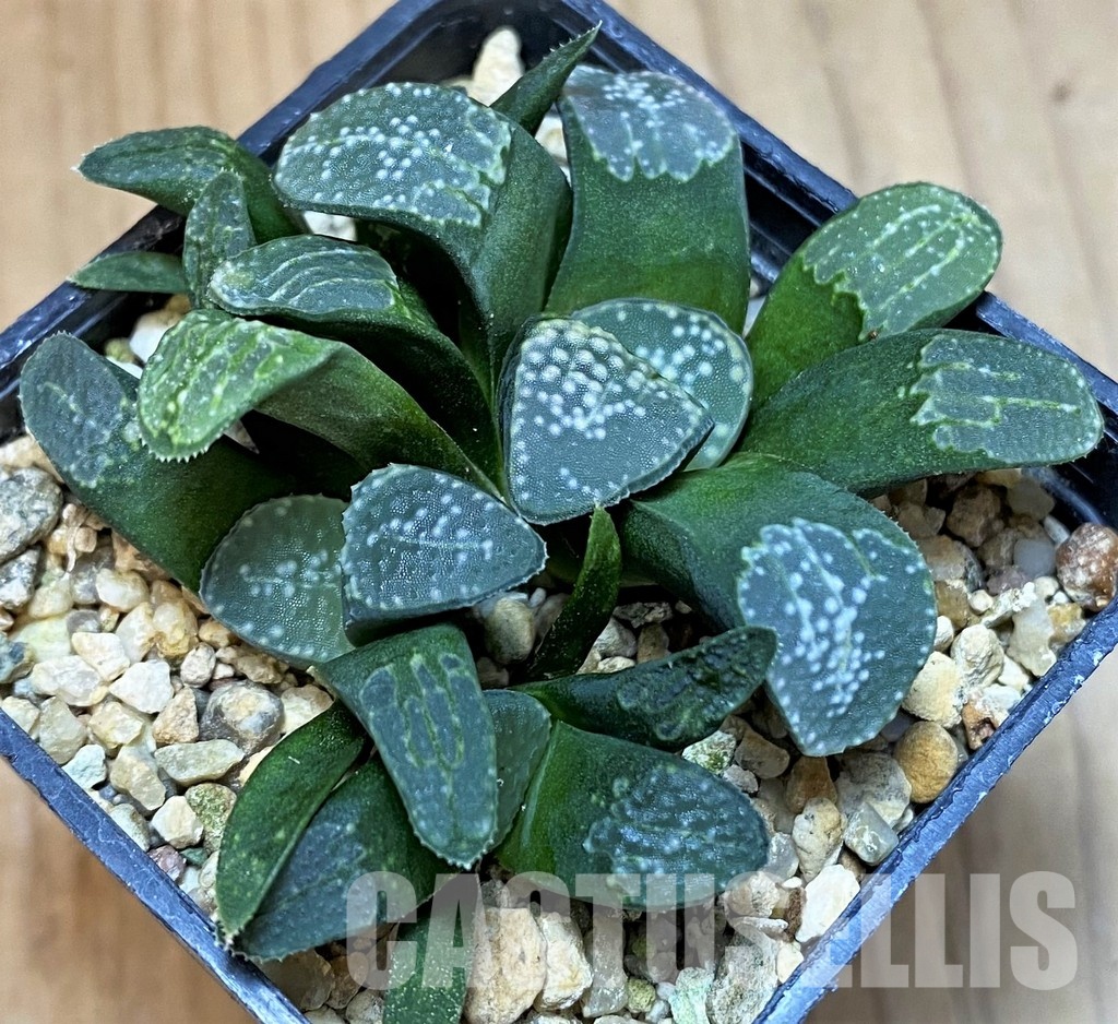 SH31317 Haworthia groenewaldii - Image 2
