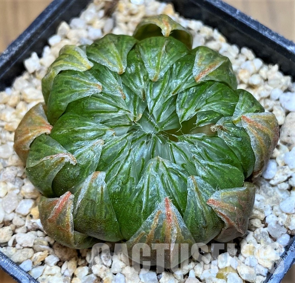 SH31318 Haworthia 'Sakura'