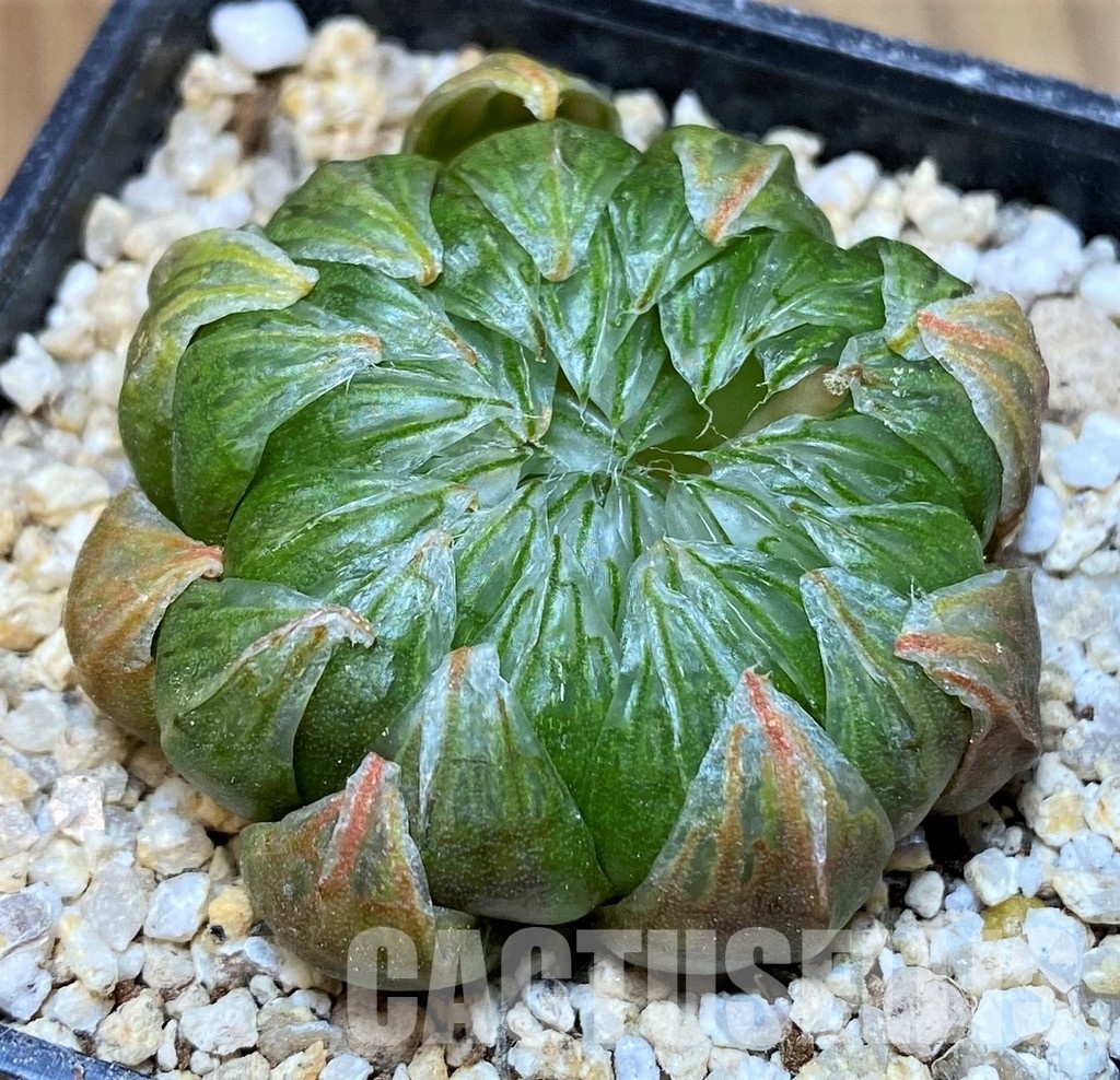 SH31318 Haworthia 'Sakura' - Image 2