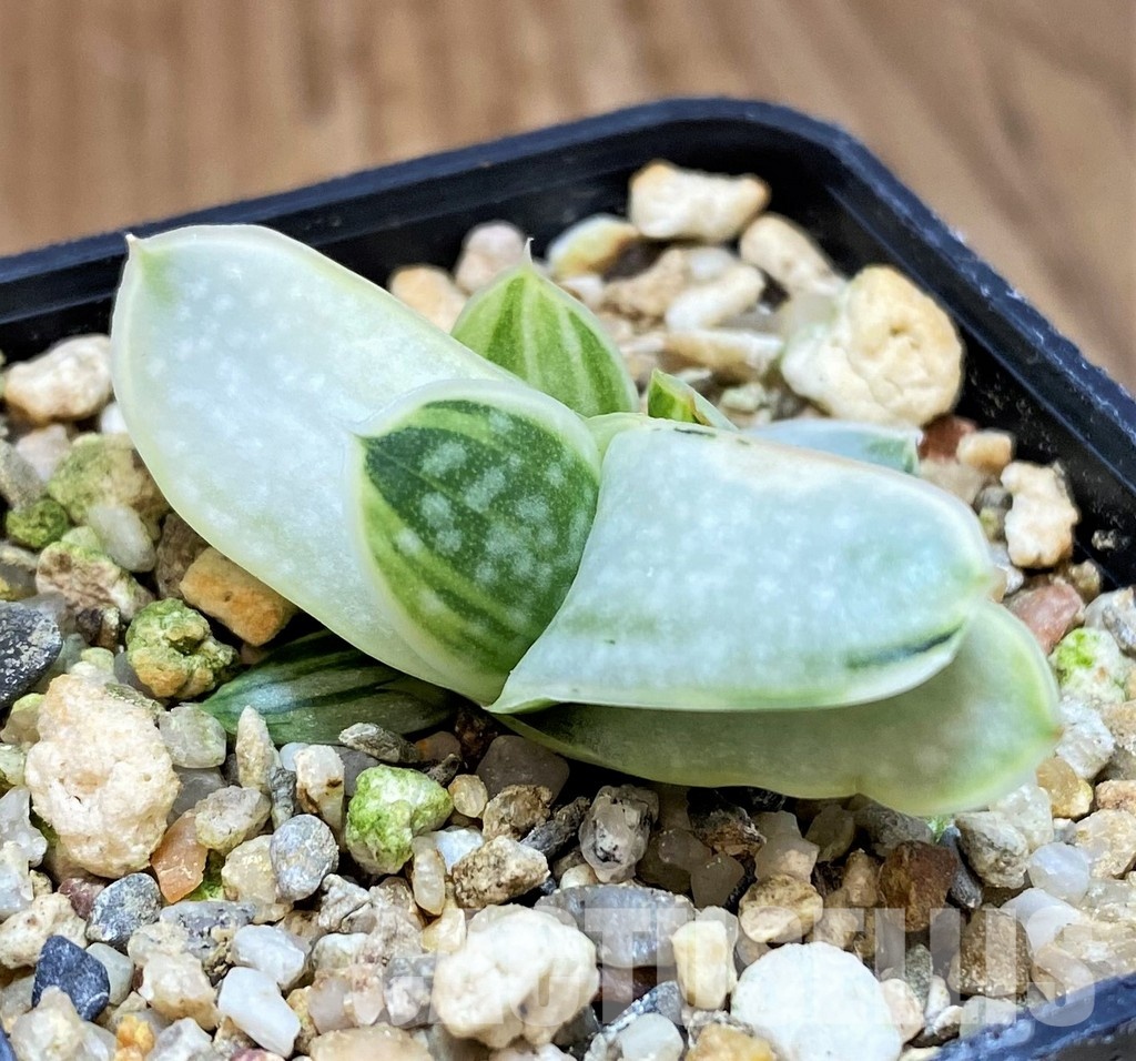 SH31306 Gasteria nigricans f. variegata - Image 2