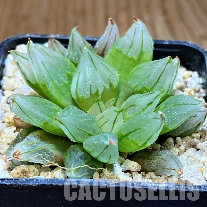 SH31321 Haworthia cooperi 'West Asia Tsuen' mutant