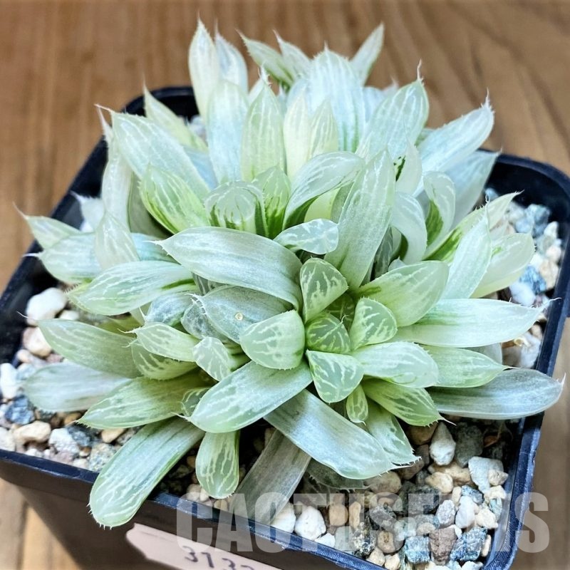 SH31323 Haworthia cooperi f. variegata