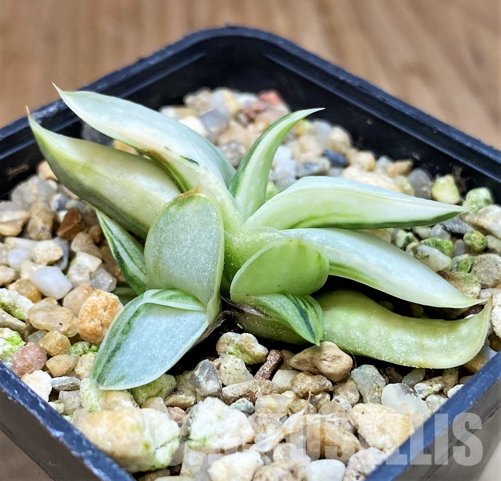 SH31306 Gasteria nigricans f. variegata