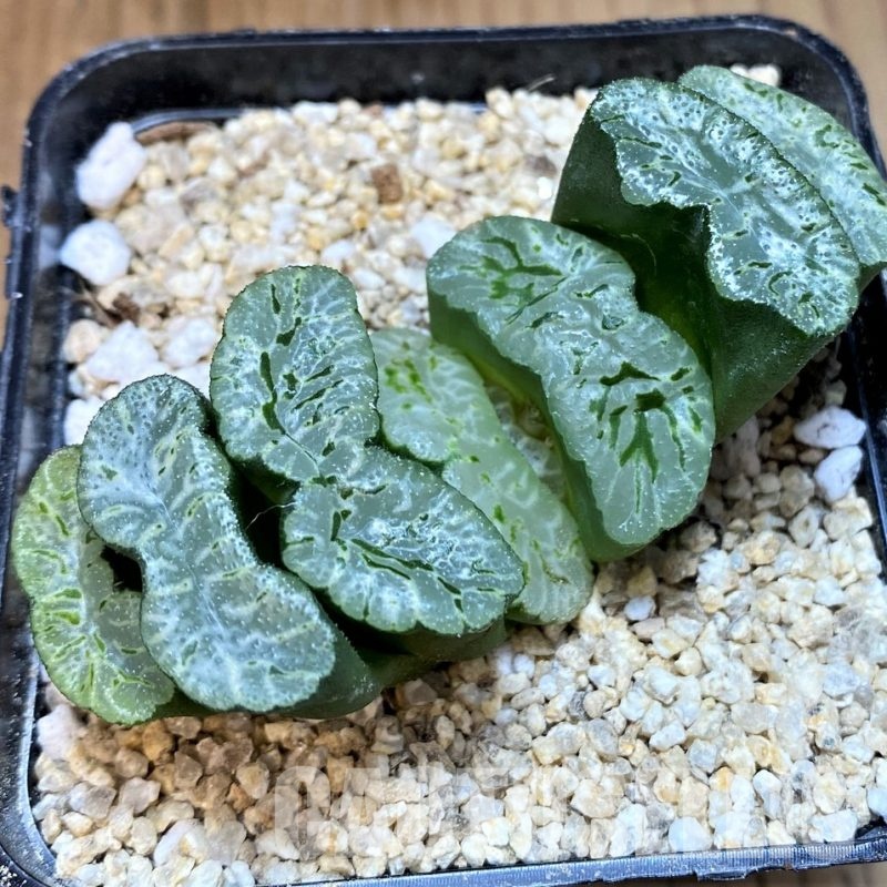 SH31325 Haworthia truncata -Japan-