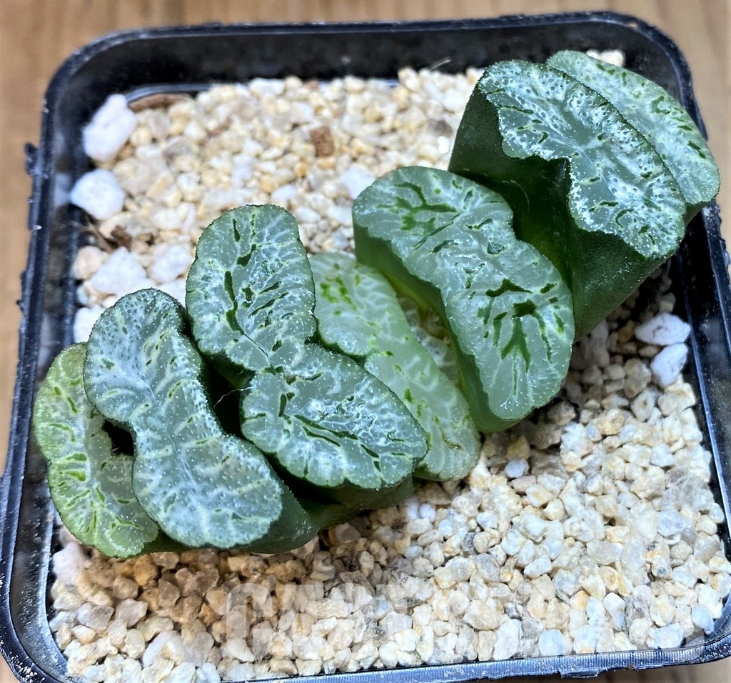 SH31325 Haworthia truncata -Japan-