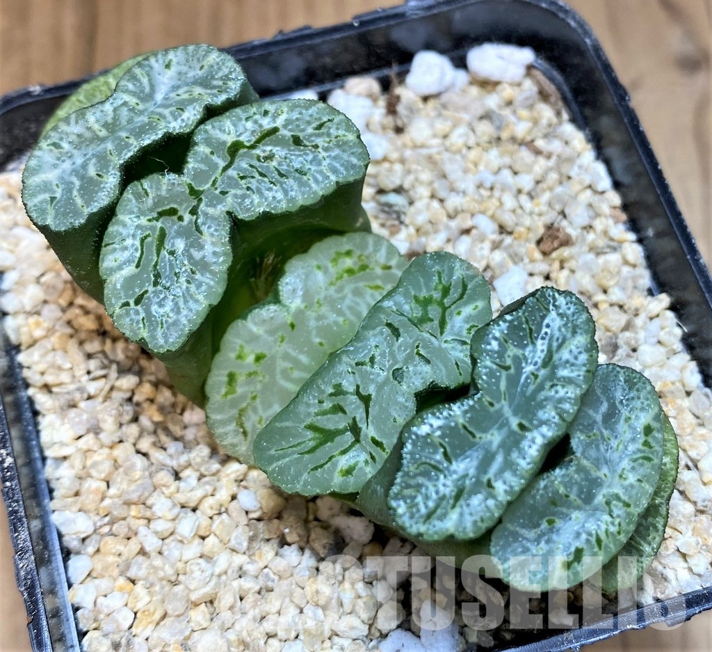 SH31325 Haworthia truncata -Japan- - Image 2