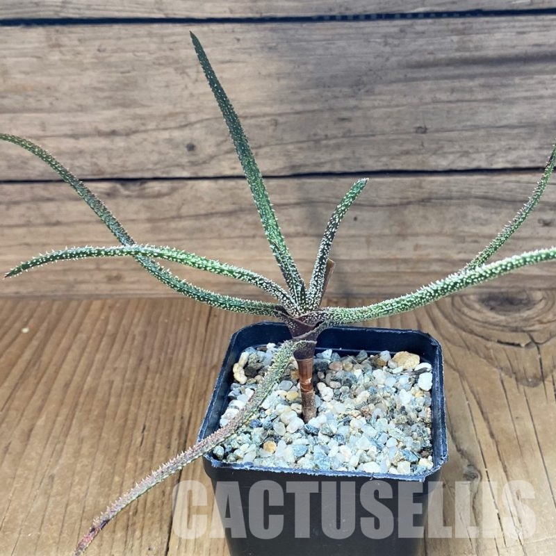 SH31326 Aloe delicatifolia