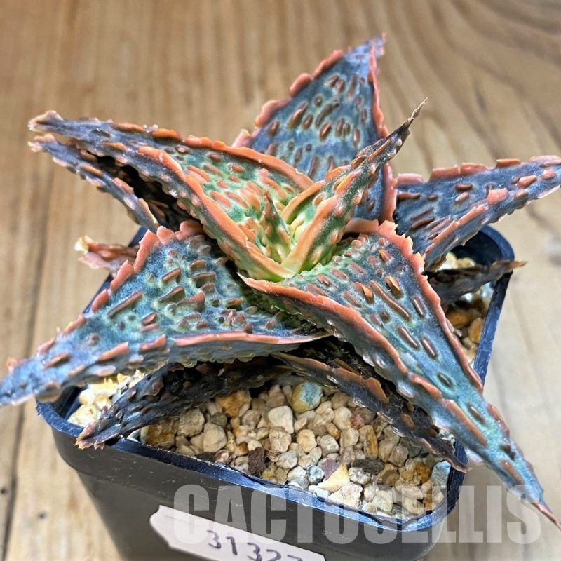 SH31327 Aloe TCT hybrid