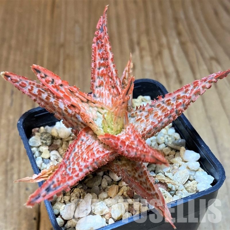 SH31328 Aloe TCT hybrid