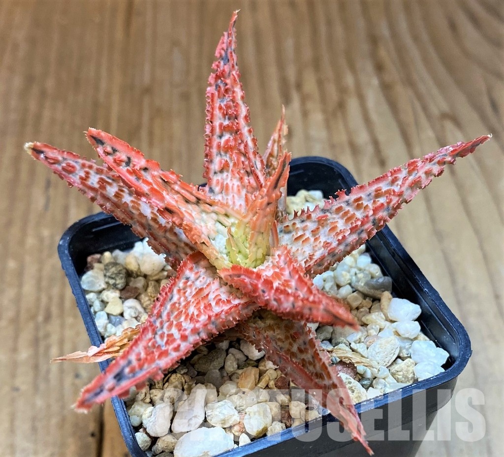 SH31328 Aloe TCT hybrid