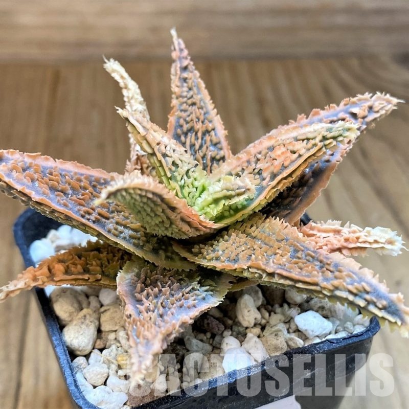 SH31329 Aloe TCT hybrid