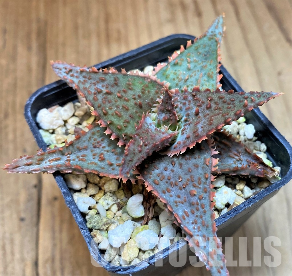 SH31330 Aloe TCT hybrid - immagine 2