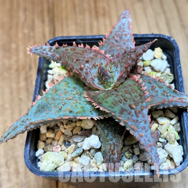 SH31330 Aloe TCT hybrid