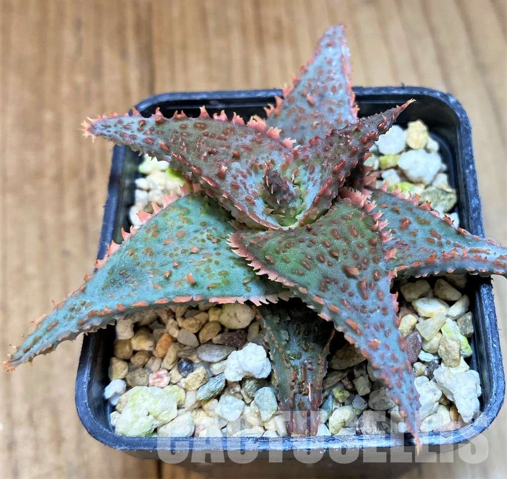 SH31330 Aloe TCT hybrid