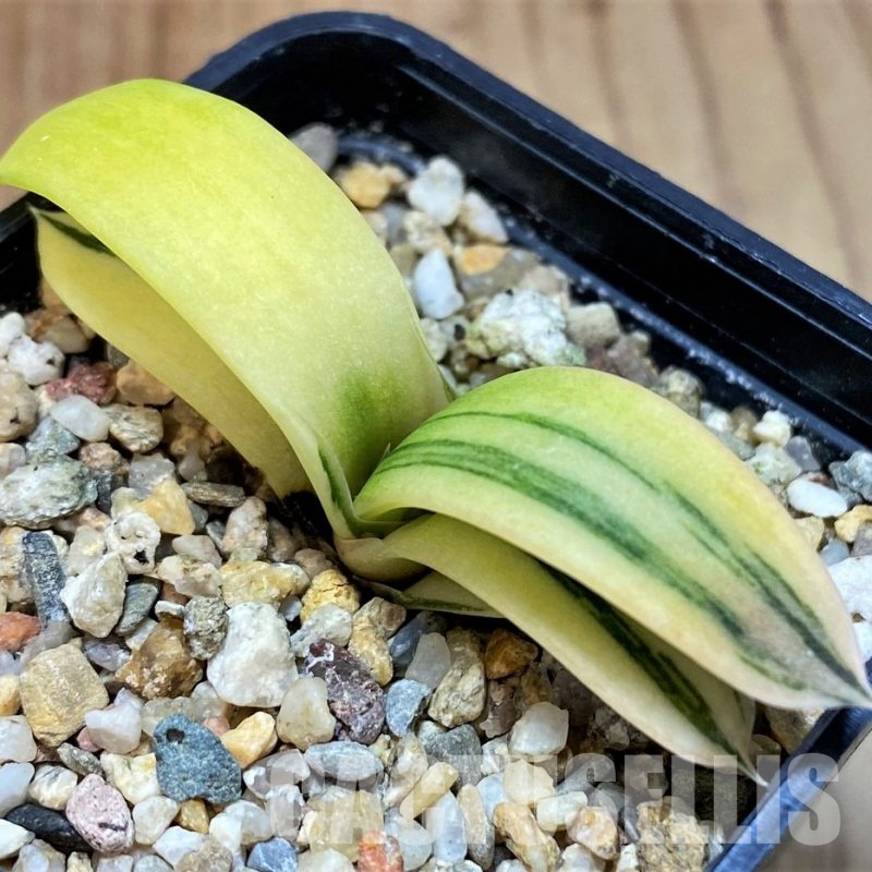 SH31307 Gasteria glomerata f. variegata