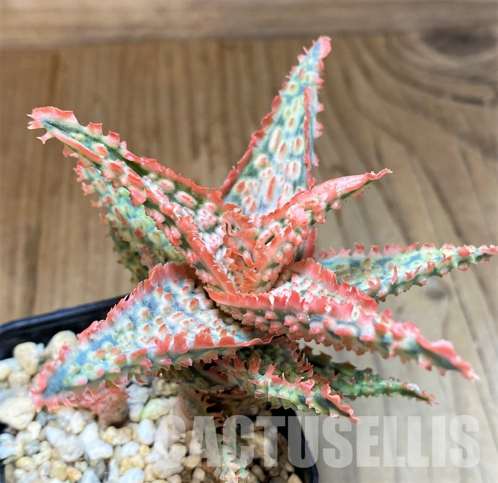 SH31331 Aloe TCT hybrid - immagine 3