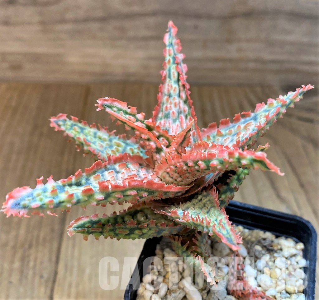 SH31331 Aloe TCT hybrid - immagine 2