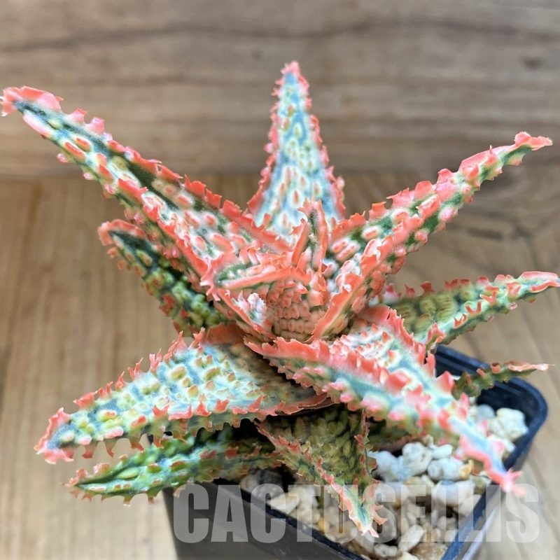 SH31331 Aloe TCT hybrid