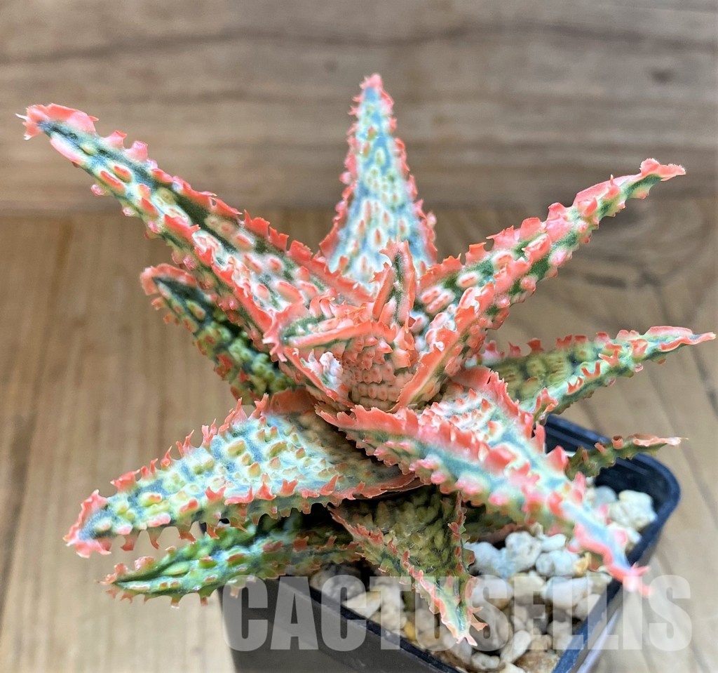 SH31331 Aloe TCT hybrid