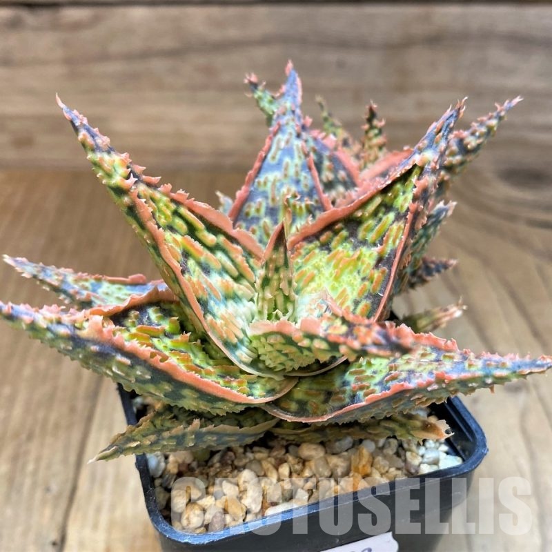 SH31333 Aloe TCT hybrid