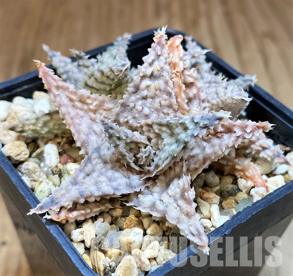 SH31334 Aloe TCT hybrid - Image 2