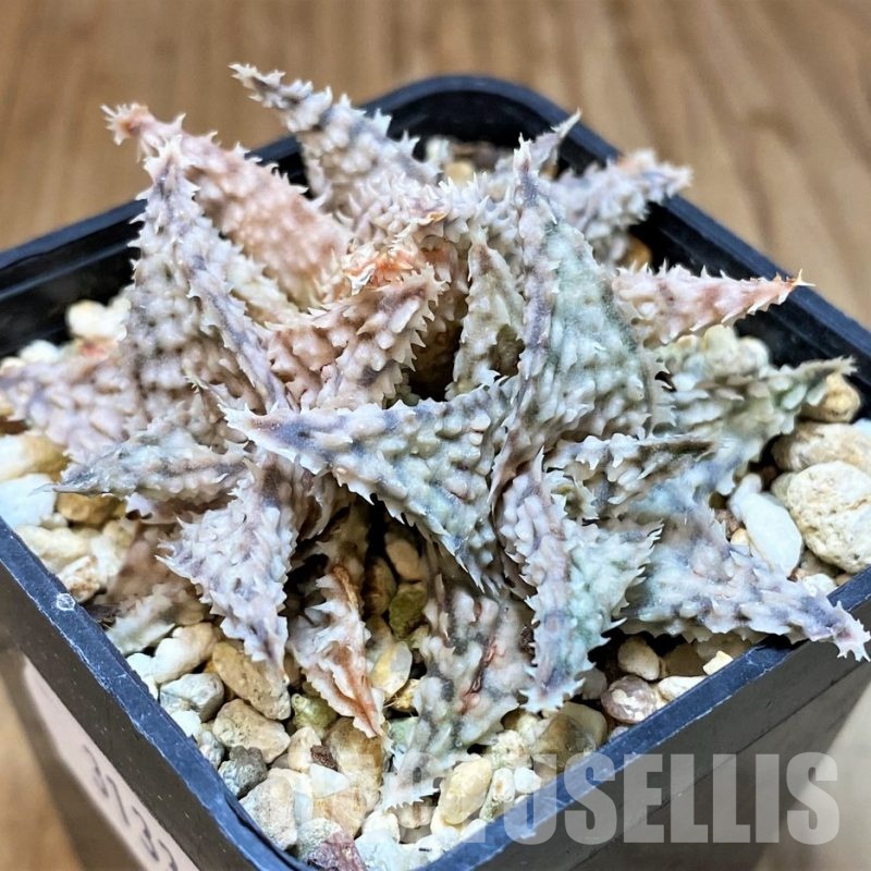 SH31334 Aloe TCT hybrid