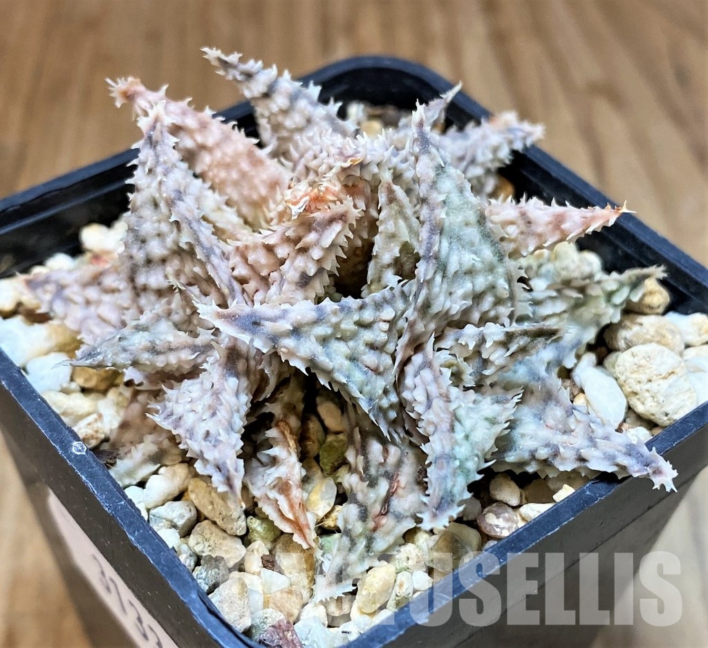 SH31334 Aloe TCT hybrid