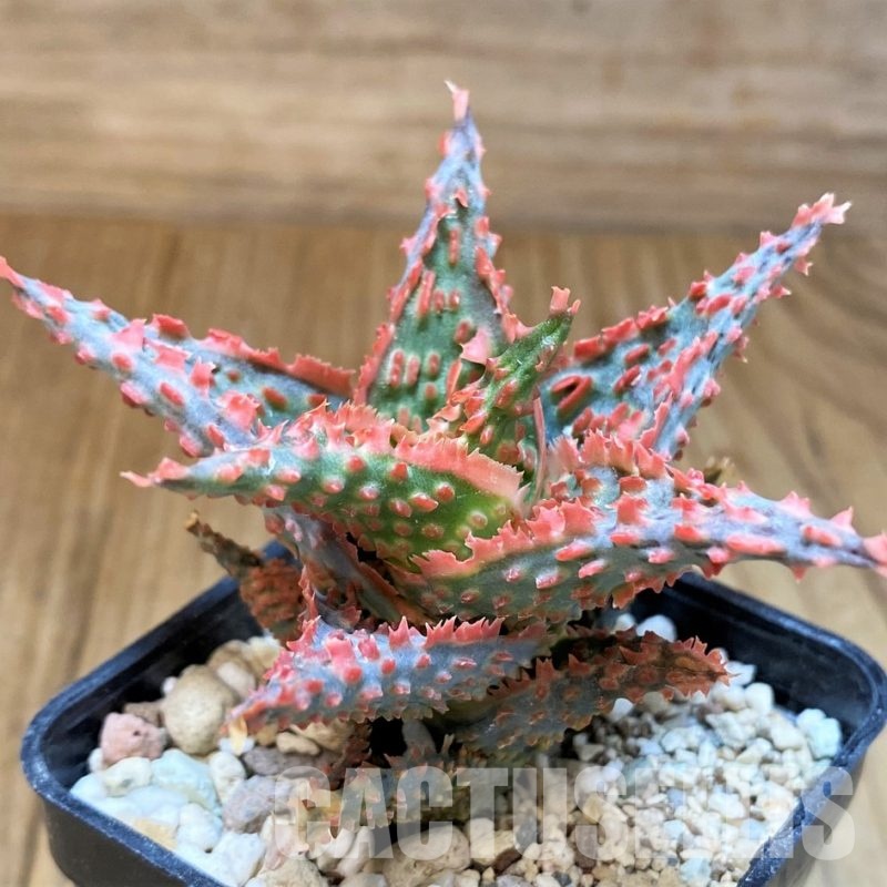 SH31335 Aloe TCT hybrid