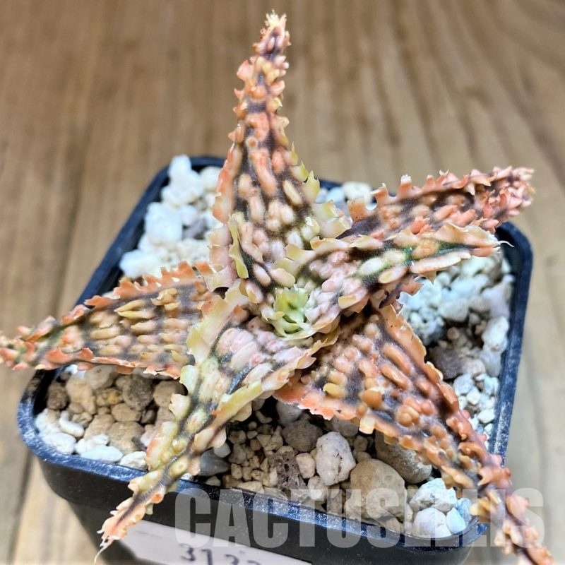 SH31336 Aloe TCT hybrid