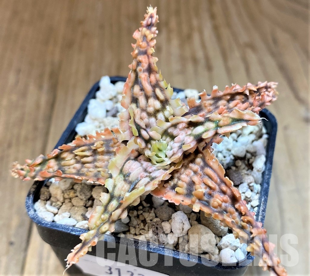 SH31336 Aloe TCT hybrid