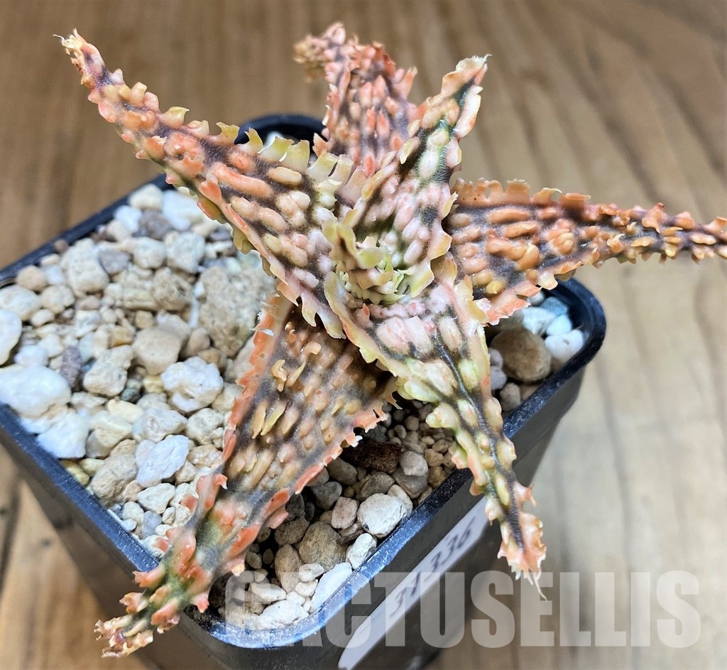 SH31336 Aloe TCT hybrid - Image 2