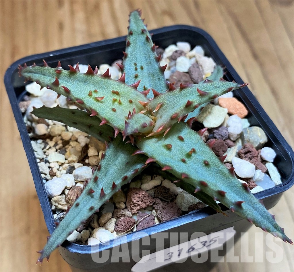 SH31635 Aloe castilloniae, seedling - Image 2