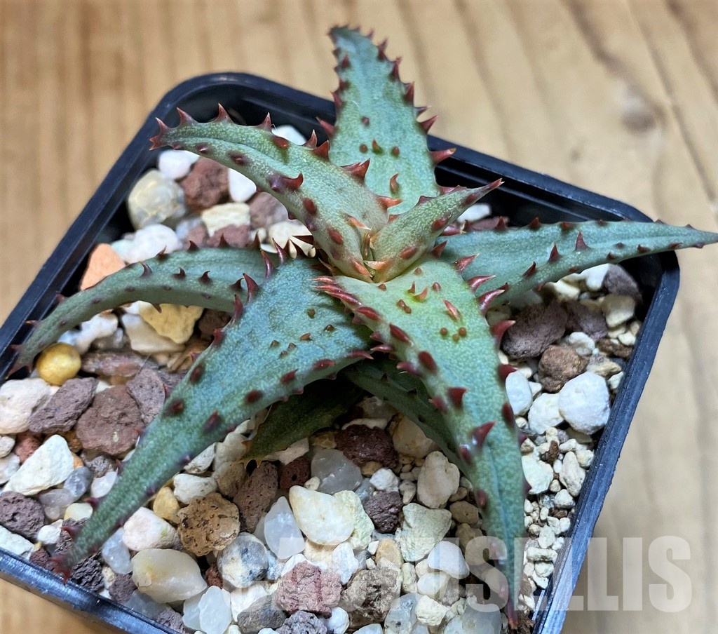 SH31635 Aloe castilloniae, seedling
