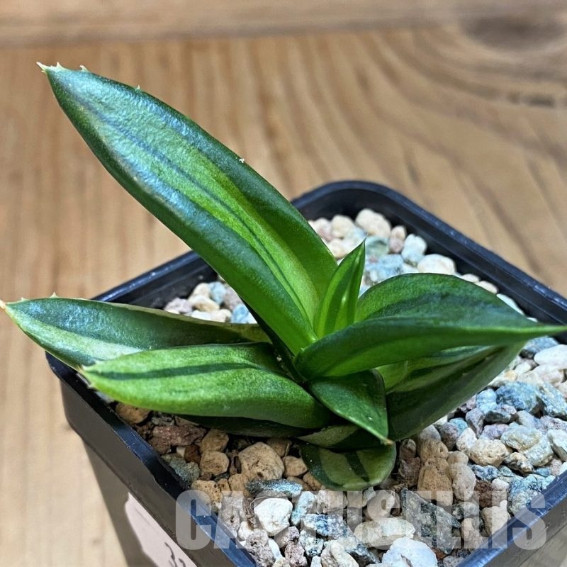 SH31636 Alworthia ‘Black Gem’ f. variegata