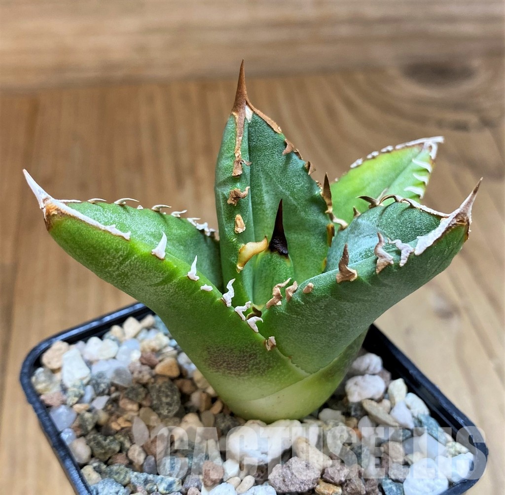 SH31637 Agave titanota 'Sierra Mixteca' - Image 3