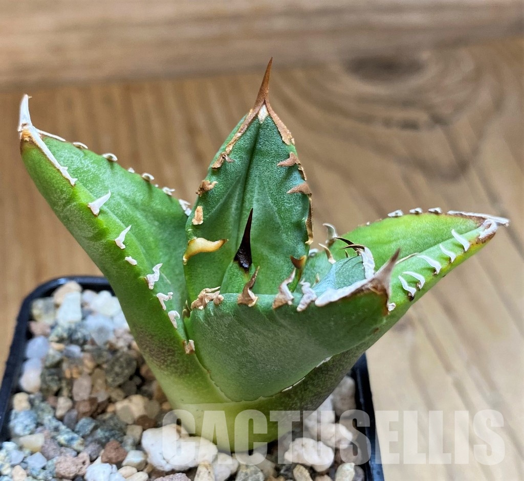 SH31637 Agave titanota 'Sierra Mixteca' - Image 2