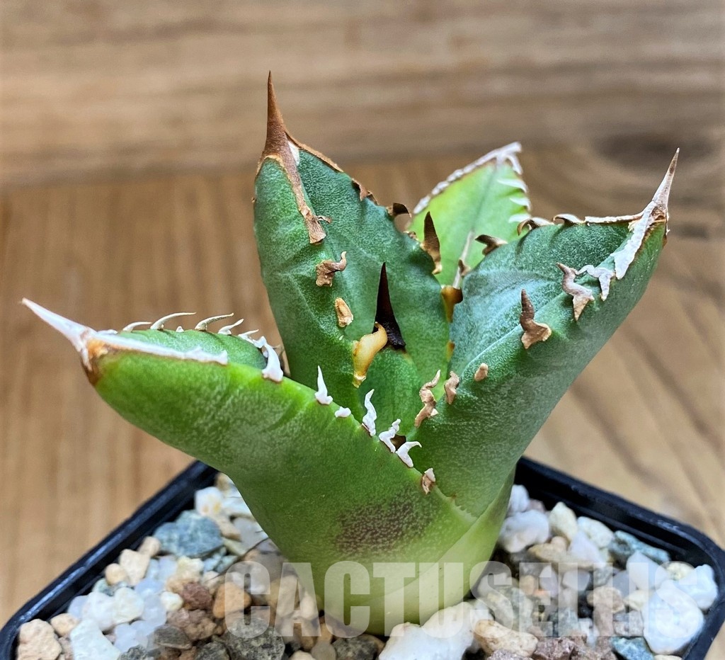 SH31637 Agave titanota 'Sierra Mixteca'