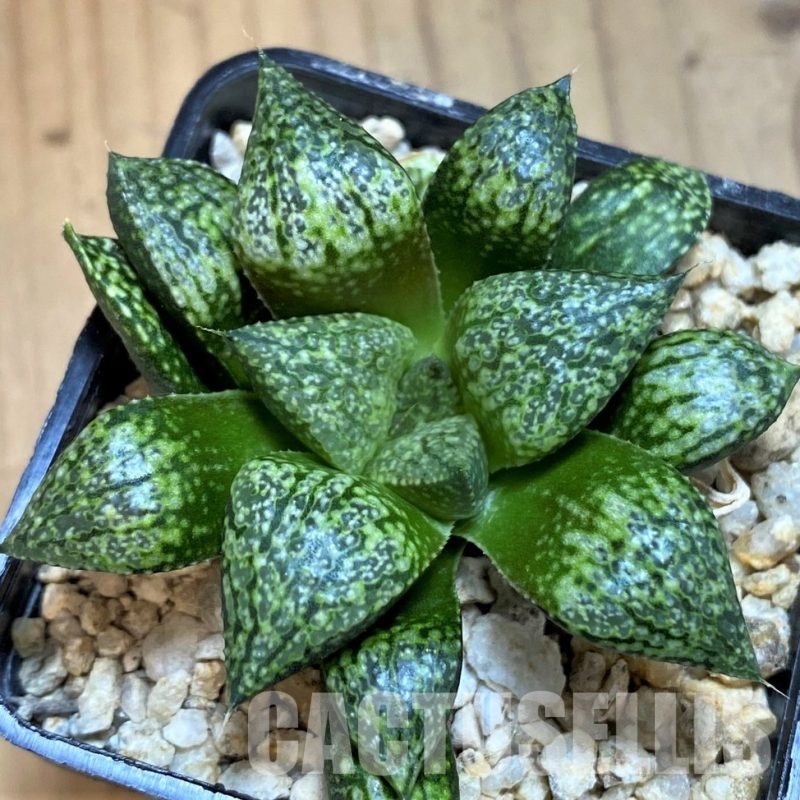 SH31606 Haworthia picta -Japan-