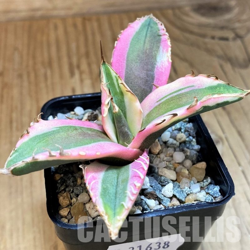 SH31638 Agave titanota ‘Snaggle Tooth’ f. variegata