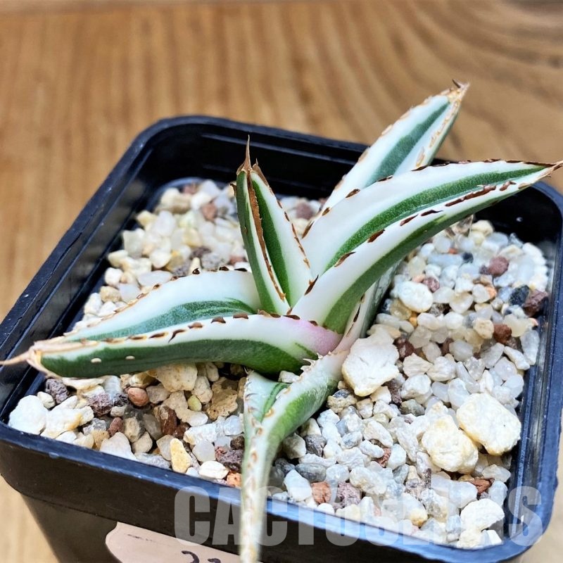 SH31639 Agave victoriae-reginae 'White Rhino'