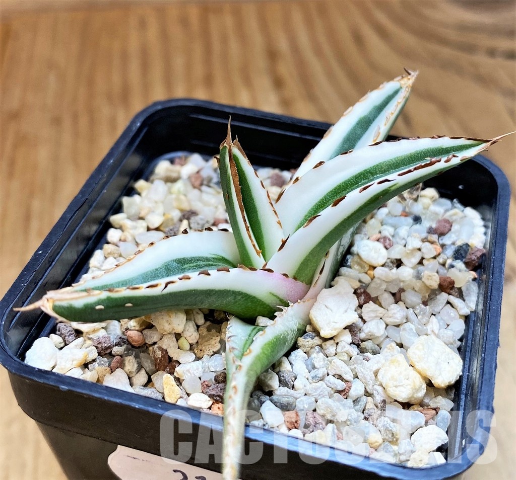 SH31639 Agave victoriae-reginae 'White Rhino'