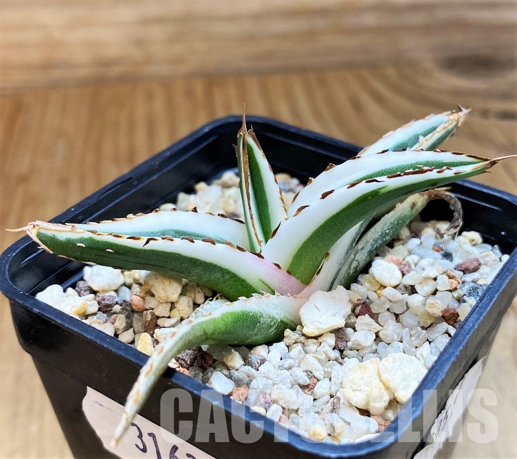 SH31639 Agave victoriae-reginae 'White Rhino' - Image 2