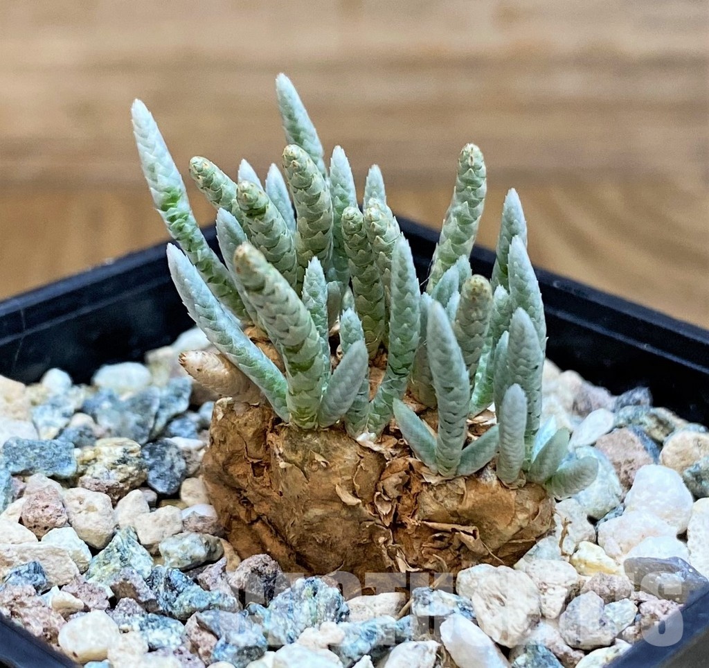 SH31641 Avonia alstonii - Image 2