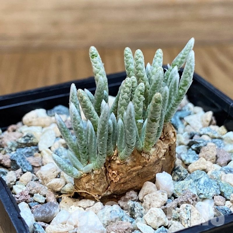 SH31641 Avonia alstonii