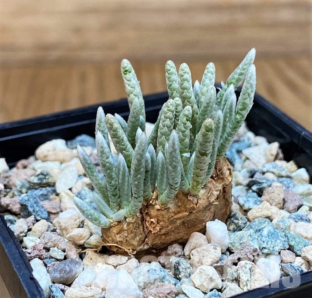 SH31641 Avonia alstonii