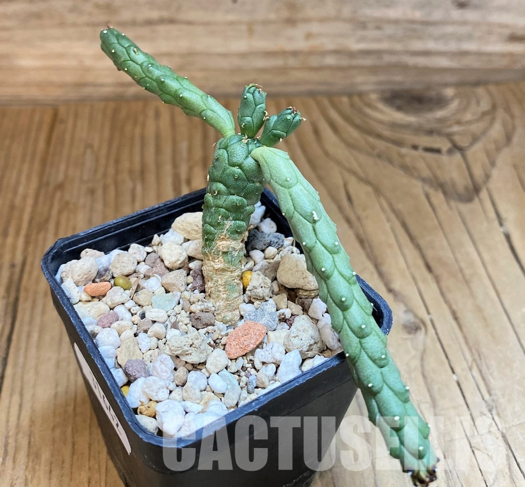 SH31642 Euphorbia inermis -Prava-true-, seedling - Image 2