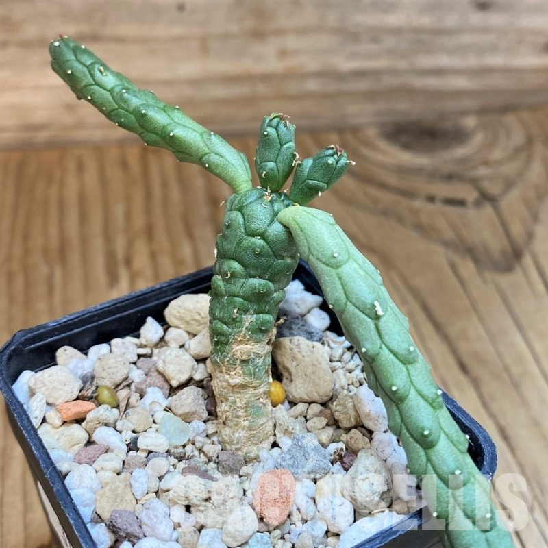 SH31642 Euphorbia inermis -Prava-true-, seedling