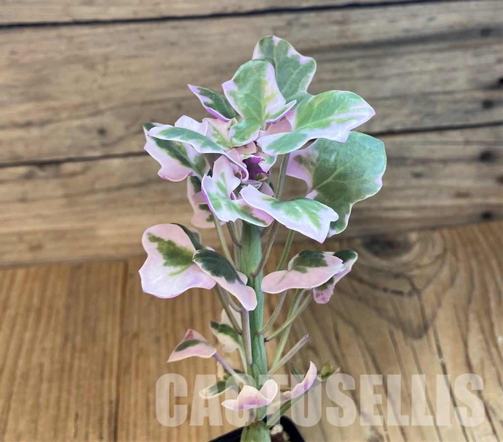 SH31643 Senecio articulatus f. variegata