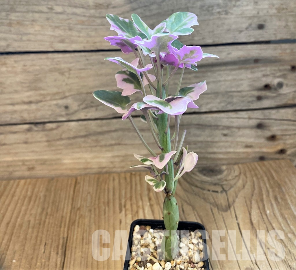 SH31643 Senecio articulatus f. variegata - Image 2